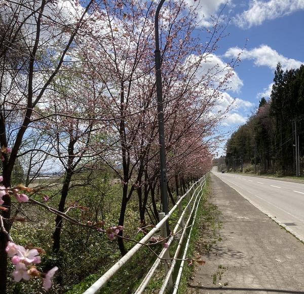 桜が咲きました　北斗市
