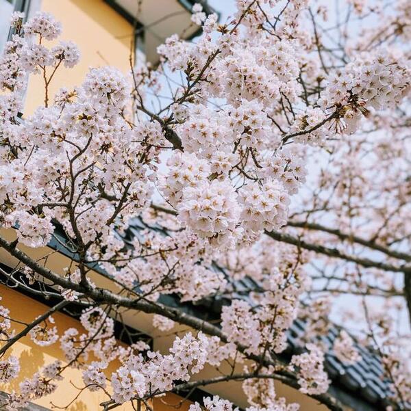 函館、桜が咲きました(^▽^)